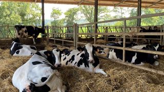 L'étude menée aux Trinottières sur l'ingestion de vaches taries holsteins permet de réévaluer le niveau d'ingestion pendant la phase sèche. L'étude menée aux Trinottières sur l'ingestion de vaches taries holsteins permet de réévaluer le niveau d'ingestion pendant la phase sèche.
